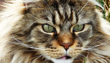 maine coon