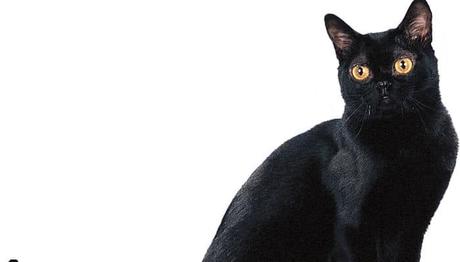 gato habana una raza cariñosa