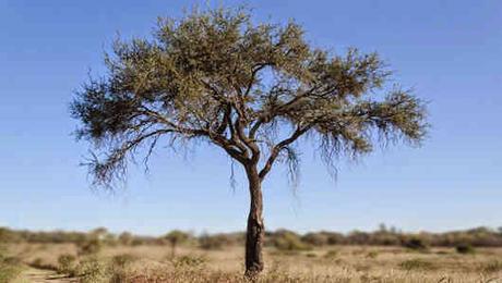 fotos arbol quebracho