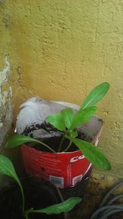 Siembra de limoneros