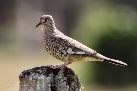 Torcacita escamada (Scaled dove) Columbina squammata