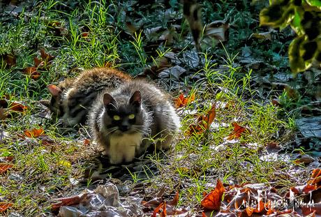 Un gato de frente como protegiendo a otro durmiendo.