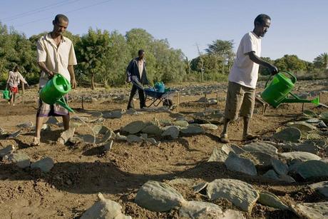 La distribución de semillas ayuda a los agricultores de Etiopía a recuperarse después del fenómeno climático de El Niño. Crédito: FAO