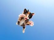 ‘Pounce’, Seth Casteel: Lanzando gatitos aire para lograr unas fotos tiernas como divertidas