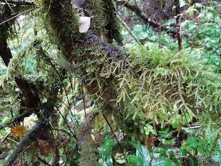 POR LOS ALREDEDORES DE CUMBERLAND