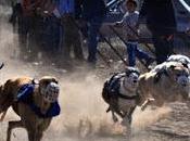Galgos: comenzó controversia prohibición carreras
