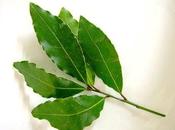 producto herbolario: Laurel