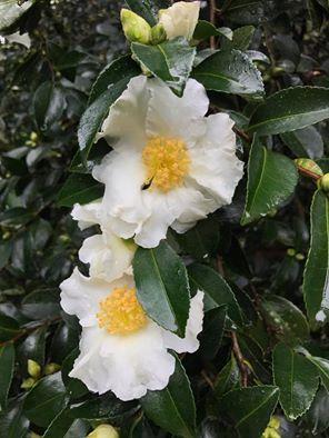 Ruta de la Camelia: El jardín de La Saleta en otoño, del 1 al 31 de octubre de 2016. Camellia Route: Saleta's Garden in autumn, October, 1-31, 2016.