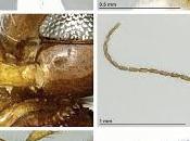 Nueva avispa encontrada cuevas Islas Canarias