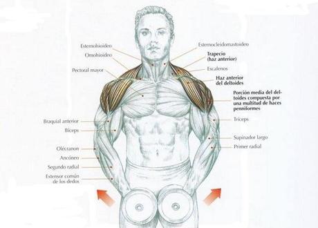 ¡Entrena los hombros correctamente!