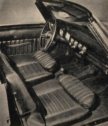 Nic, un spider argentino