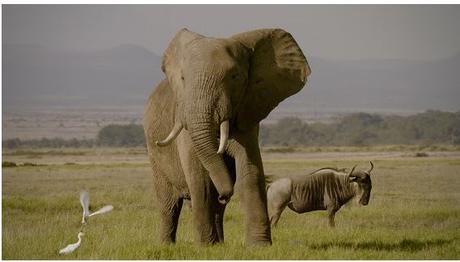 Netflix – Estrenos de Noviembre 2016 en Argentina