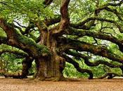 Roble