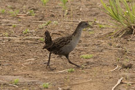 Burrito grande (Ash-Throated Crake) Mustelirallus albicollis