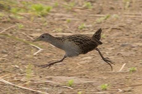 Burrito grande (Ash-Throated Crake) Mustelirallus albicollis