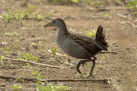 Burrito grande (Ash-Throated Crake) Mustelirallus albicollis