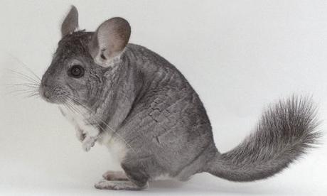 ¿Qué comen las chinchillas?