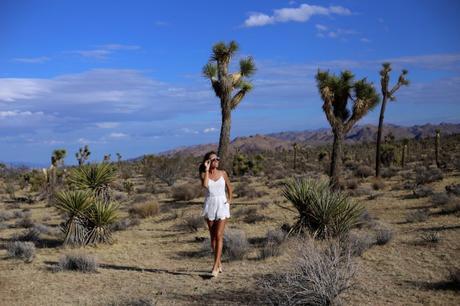 LA diary: Joshua Tree IMG_9410
