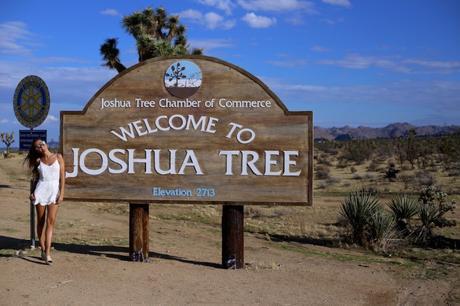 LA diary: Joshua Tree IMG_9356