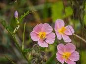 Flores insectos varios