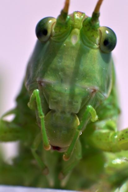 Guía de diseño de peces e insectos para futuros lentes de contacto