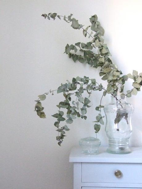 El eucalipto ha invadido nuestras casas