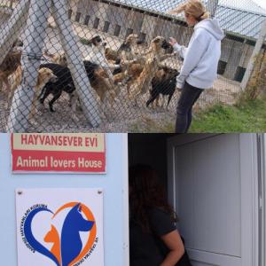 En la protectora de animales donde Carla y Andrea están haciendo su SVE, Servicio de Voluntariado Europeo.