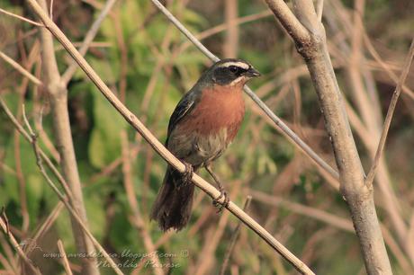 Sietevestidos común (Black-and-Rufous Warbling-Finch) Poospiza nigrorufa