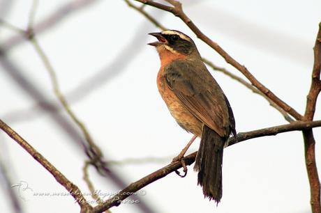 Sietevestidos común (Black-and-Rufous Warbling-Finch) Poospiza nigrorufa