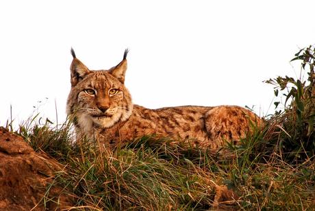 lince-iberico-autor-alejandro-garcia