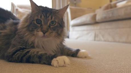 se-paso-este-es-el-gato-mas-grande-del-mundo-segun-el-libro-de-records-guiness