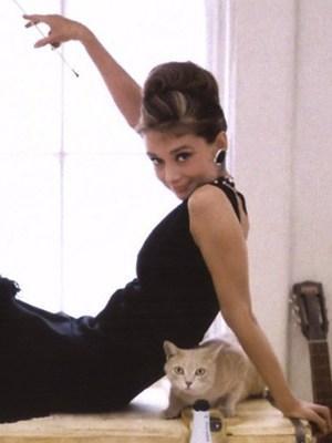 Los Felinos y sus fieles Amas Gato 0