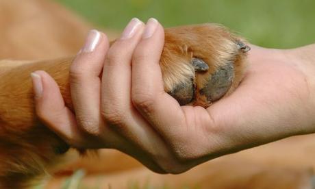 ¿Pensando en adoptar una mascota?... toma nota de lo que debes tener en cuenta