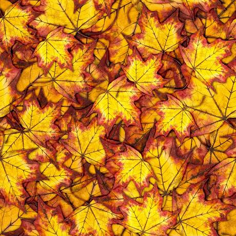 Patterns para descargar: hojas de Otoño en Creative Market