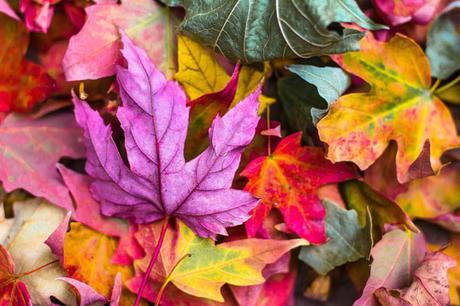 Hoy, sólo inspiración: colores de otoño