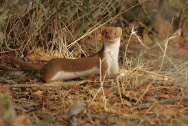 El significado de soñar con unas comadrejas. sueno-con-una-comadreja