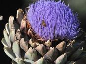 Fotografias abejas flores photographs bees flowers.