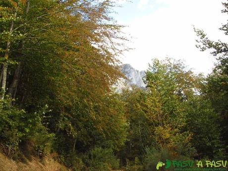 Bosque bajando a Fuente De.