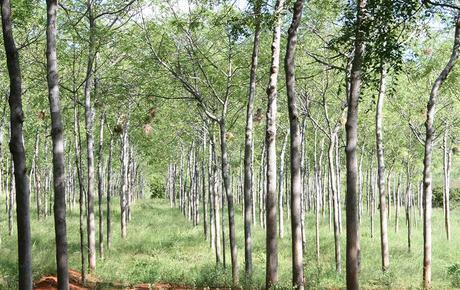 Árboles de Mukau de 5 años en la plantación de Better Globe Forestry en Kiambere, Kenia (abril de 2014)