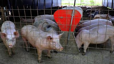 Gutiérrez rechaza la decisión del Senasa: no quiere el ingreso de carne de cerdo a Neuquén