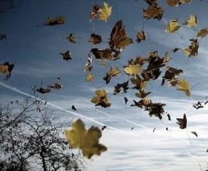 Hojas en el Viento