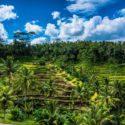 10 Cosas que no te puedes perder durante tu estancia en Bali Terrazas de arroz de Tegalalang