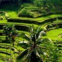 Terrazas de arroz de Tegalalang
