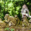 Monkey forest en Ubud