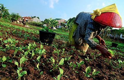 Indonesia - Foto City Farmer News
