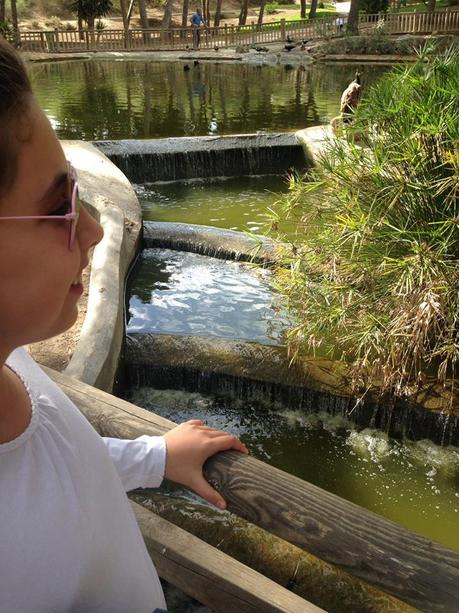 parques, parques de Guardamar, guardamar del SEgura, salida en familia, turisteo, zonas verdes, animales, Alicante, blogger alicante, travel blogger, turisteo, parque reina Sofia, parque Alfonso XIII, blog solo yo, solo yo, 
