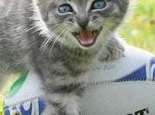 Resultados clasificaciones noviembre 2016 divisiones honor