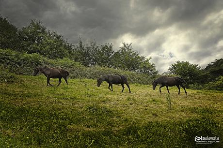 Entre caballos - Fotografía artística