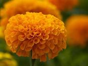 Conozcamos cempasúchil