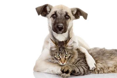 Nueva novedad en la consulta. Terapias naturales para animales